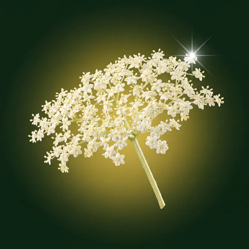 Premium elderflower
